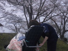 ときわ桜②