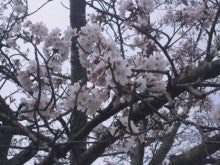ときわ桜①
